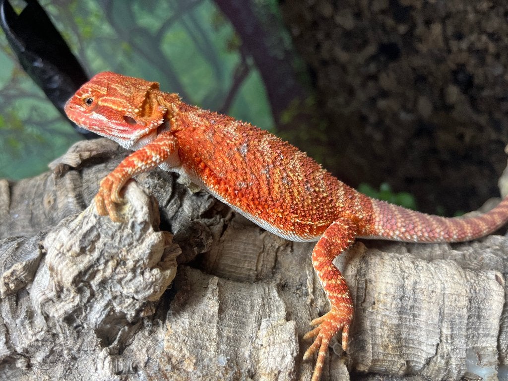 Pogona vitticeps red Monster / extrême red, Animaux & Accessoires, Lézard, Domestique, 0 à 2 ans