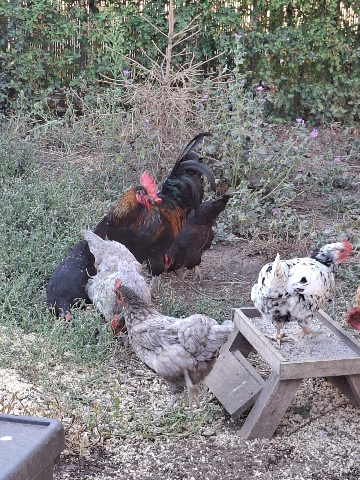 Gratis grote haan en 2 jonge haantjes, Dieren en Toebehoren, Pluimvee