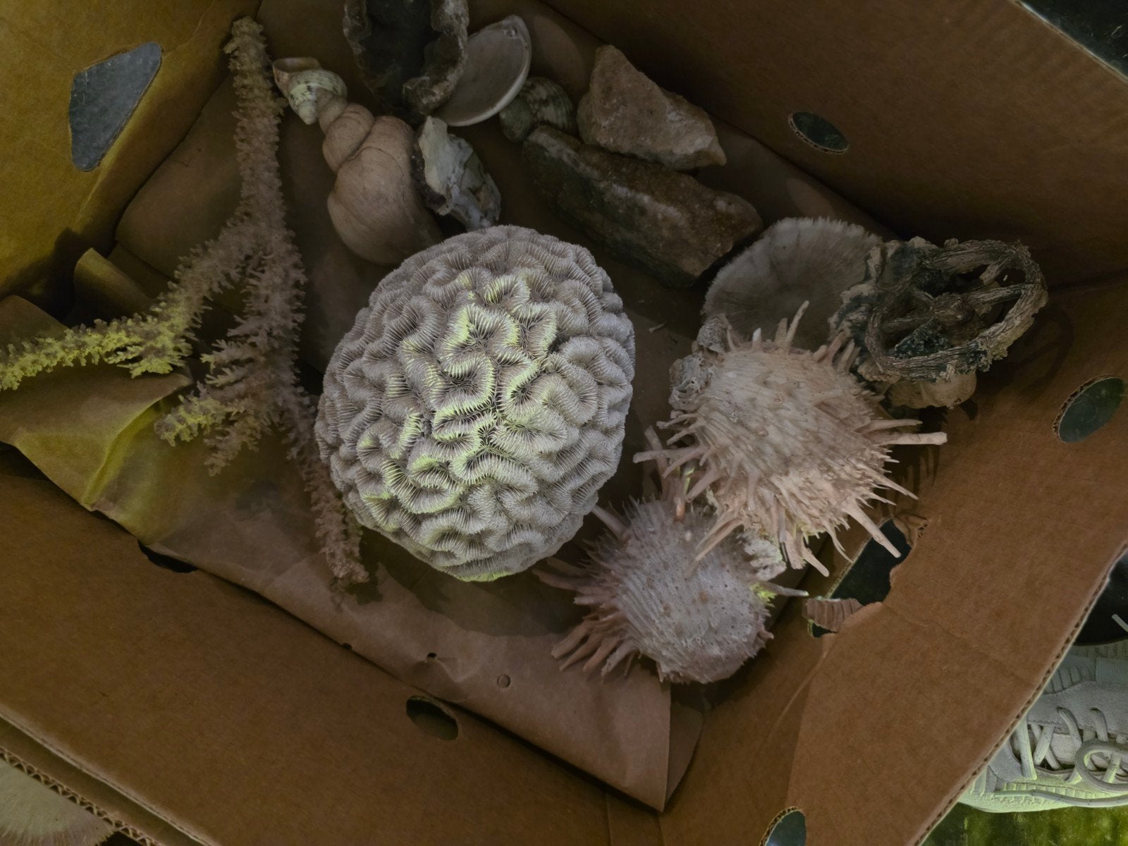 collection de coquillages et coraux. à vendre en 1 lot, Enlèvement, Coquillage(s)