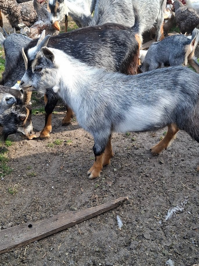 blauwschimmel met tan bokje