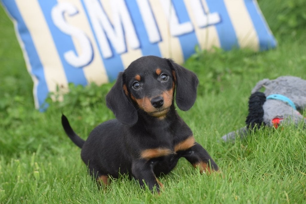 Teckel pups mooi klein blijvend, Dieren en Toebehoren, België, 8 tot 15 weken, Korthaar, Dwerg