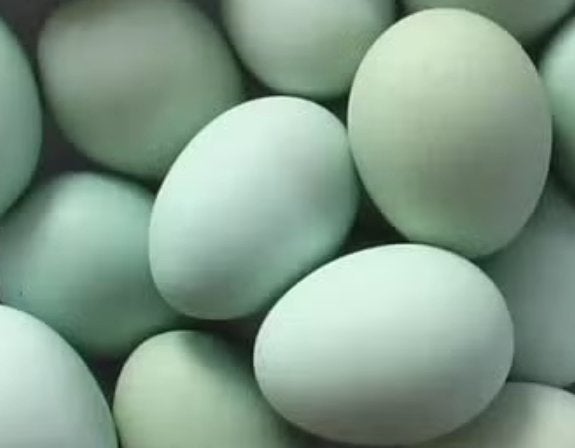cream legbar hennetjes van 12/7, Dieren en Toebehoren, Vrouwelijk, Kip
