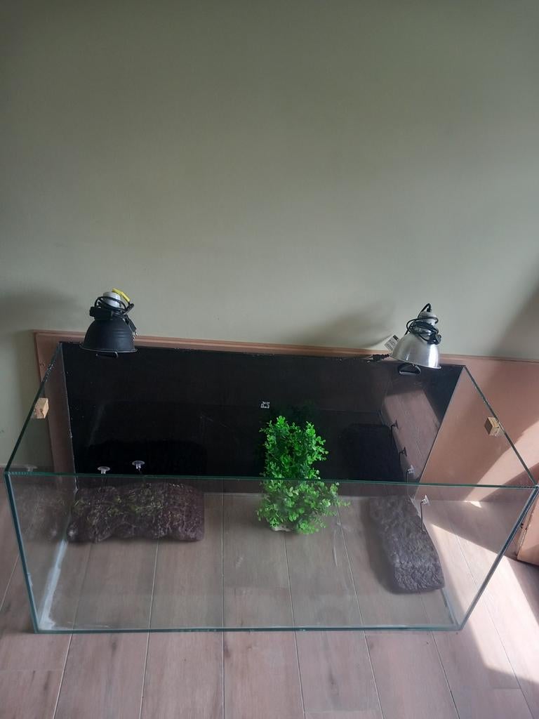 schildpadbak, Enlèvement
