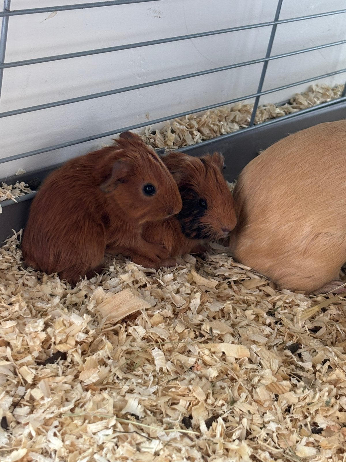 Caviatjes, Animaux & Accessoires, Rongeurs, Domestique, Septembre, Cobaye, Sexe inconnu