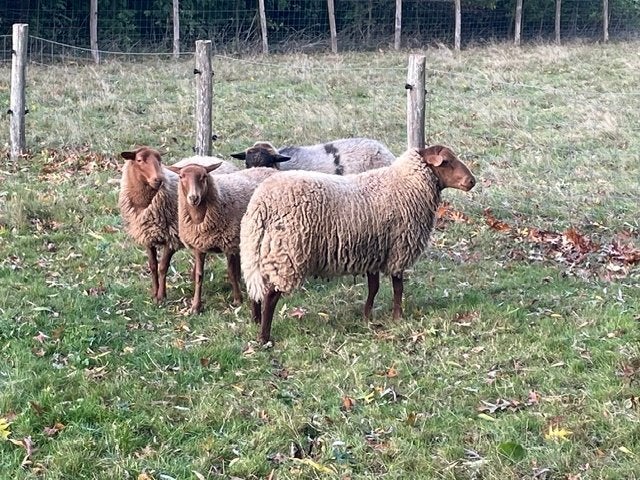 4 Ardense voskop lammeren 2026, Dieren en Toebehoren, Meerdere dieren, Schaap, 0 tot 2 jaar