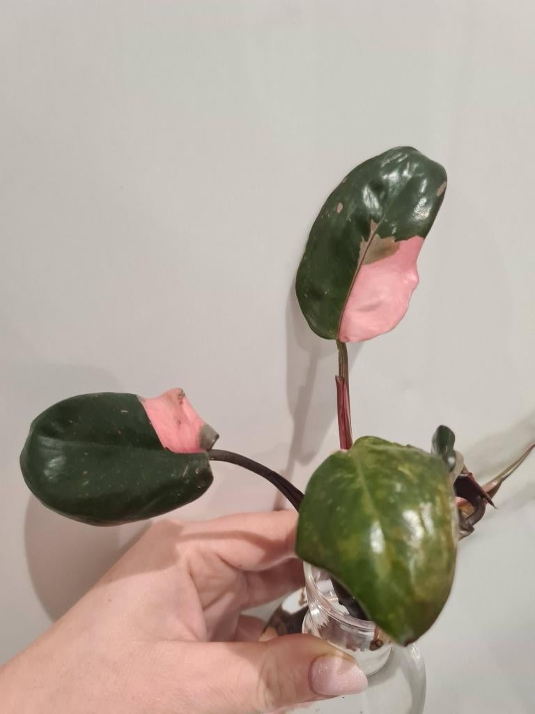 Philodendron Pink Princess, Enlèvement ou Envoi