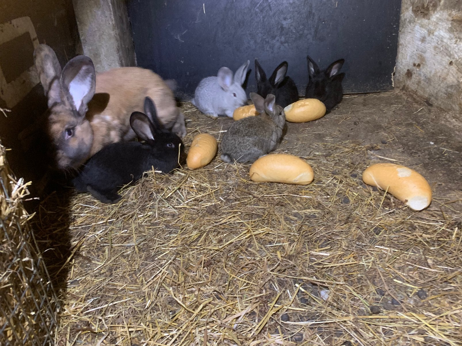Vlaamse reuzen, Dieren en Toebehoren, Meerdere dieren, Groot, 0 tot 2 jaar
