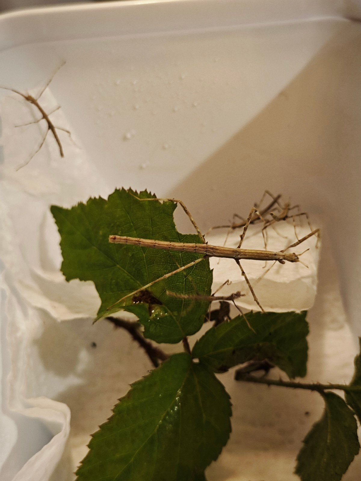 Wandelende tak Oxyartes sp. "Pu Mat", Dieren en Toebehoren, Wandelende tak