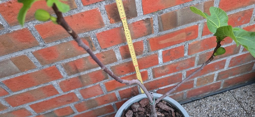 Figuier Ficus Carica 1v9cast, Jardin & Terrasse, Plantes | Arbres fruitiers, Figuier, En pot, Plein soleil, Moins de 100 cm