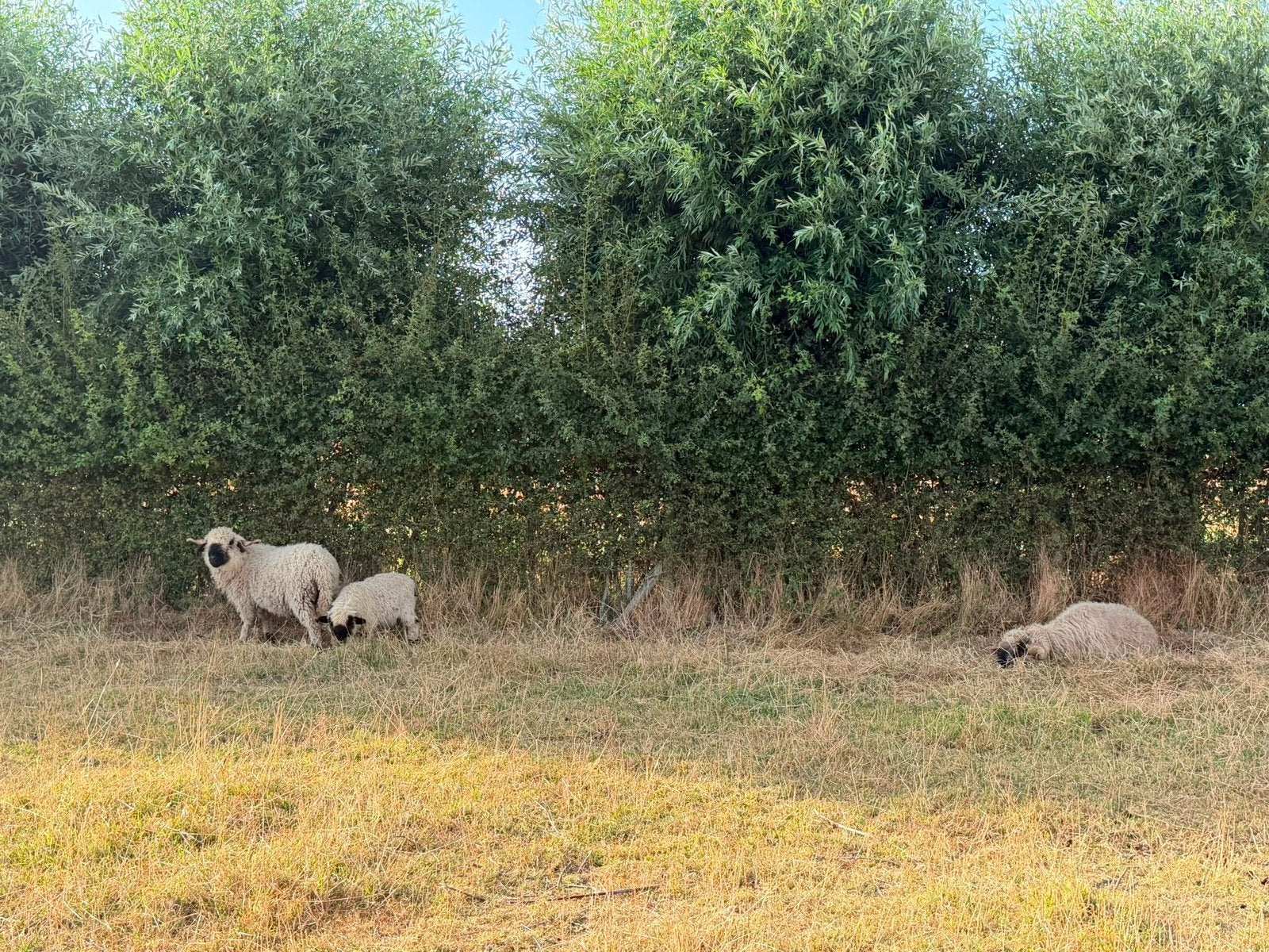 walliser schwarznase ooilam, Dieren en Toebehoren