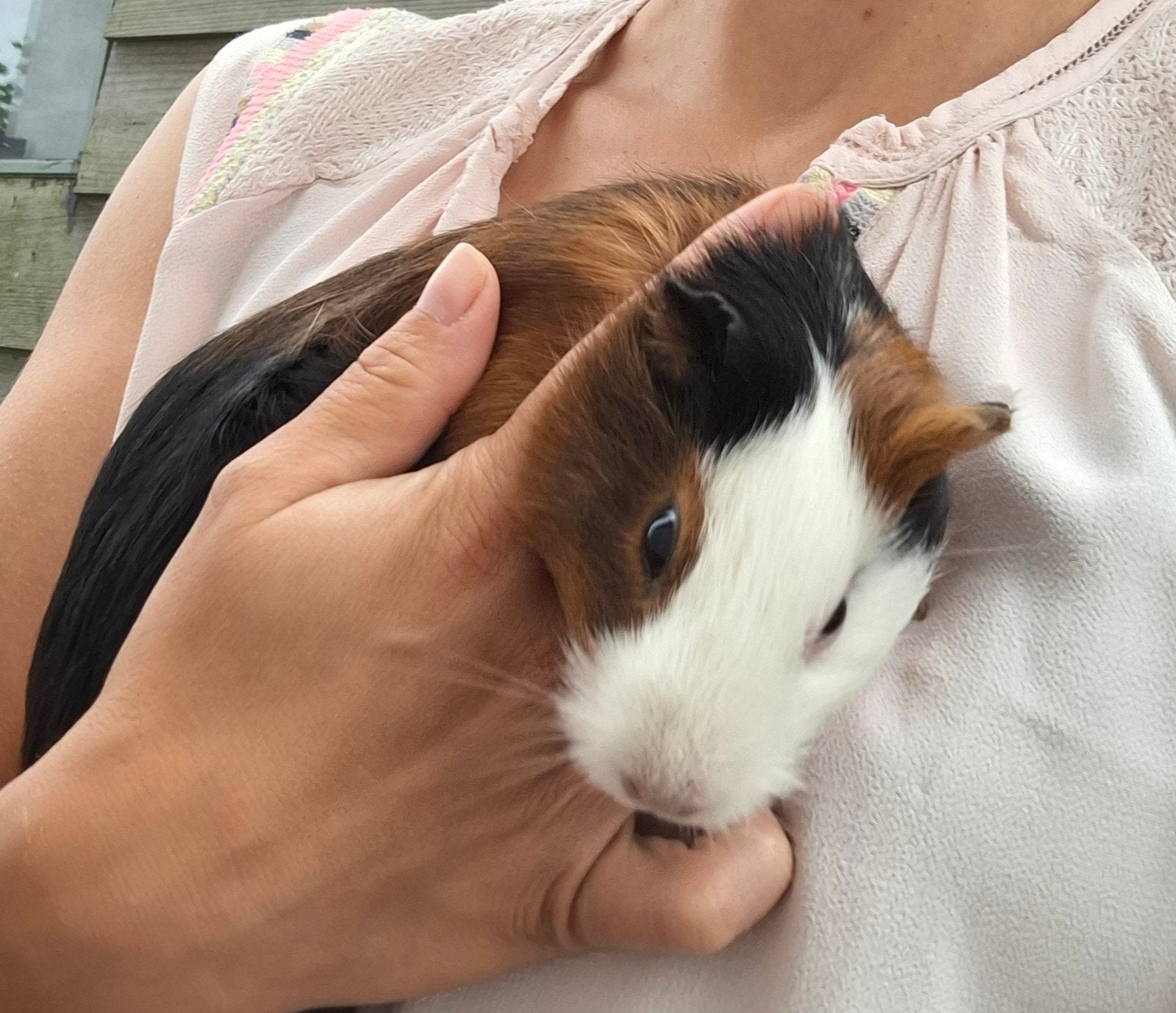 cavia zeugjes, Cavia, Augustus, Vrouwelijk, Tam