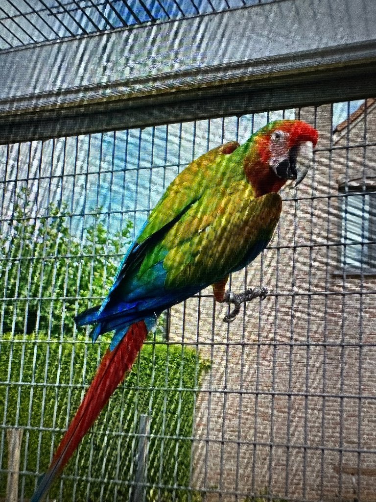 shamrock ara x miligold ara, Dieren en Toebehoren, Meerdere dieren, Papegaai, Geringd