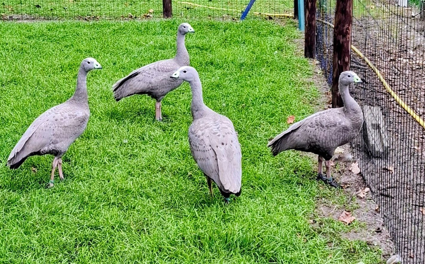 Ganzen Hoenderganzen, Dieren en Toebehoren, Meerdere dieren, Gans of Zwaan