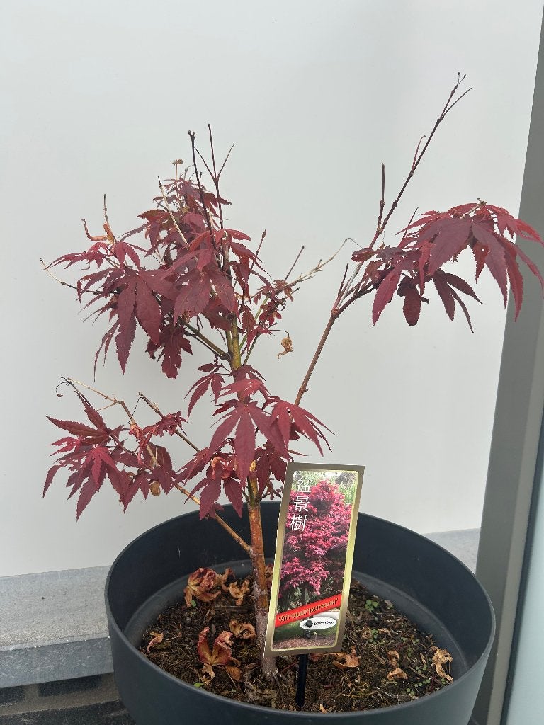 Plant, Enlèvement, Autres espèces