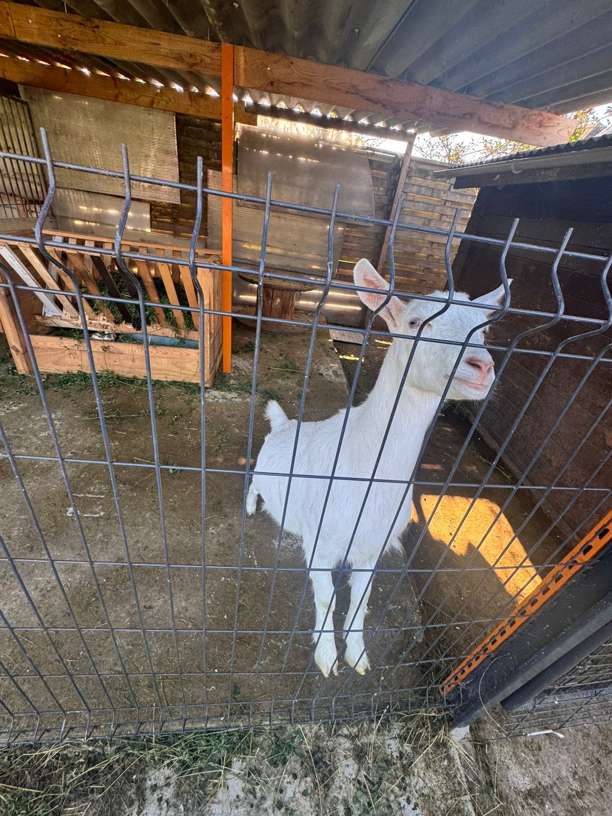 Melkgeit mieke 6 maanden oud, Femelle, Chèvre, 0 à 2 ans