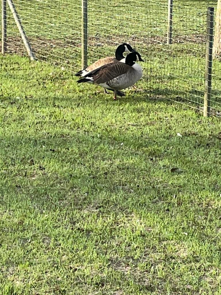 Canadese gans, Dieren en Toebehoren, Pluimvee, Meerdere dieren, Gans of Zwaan