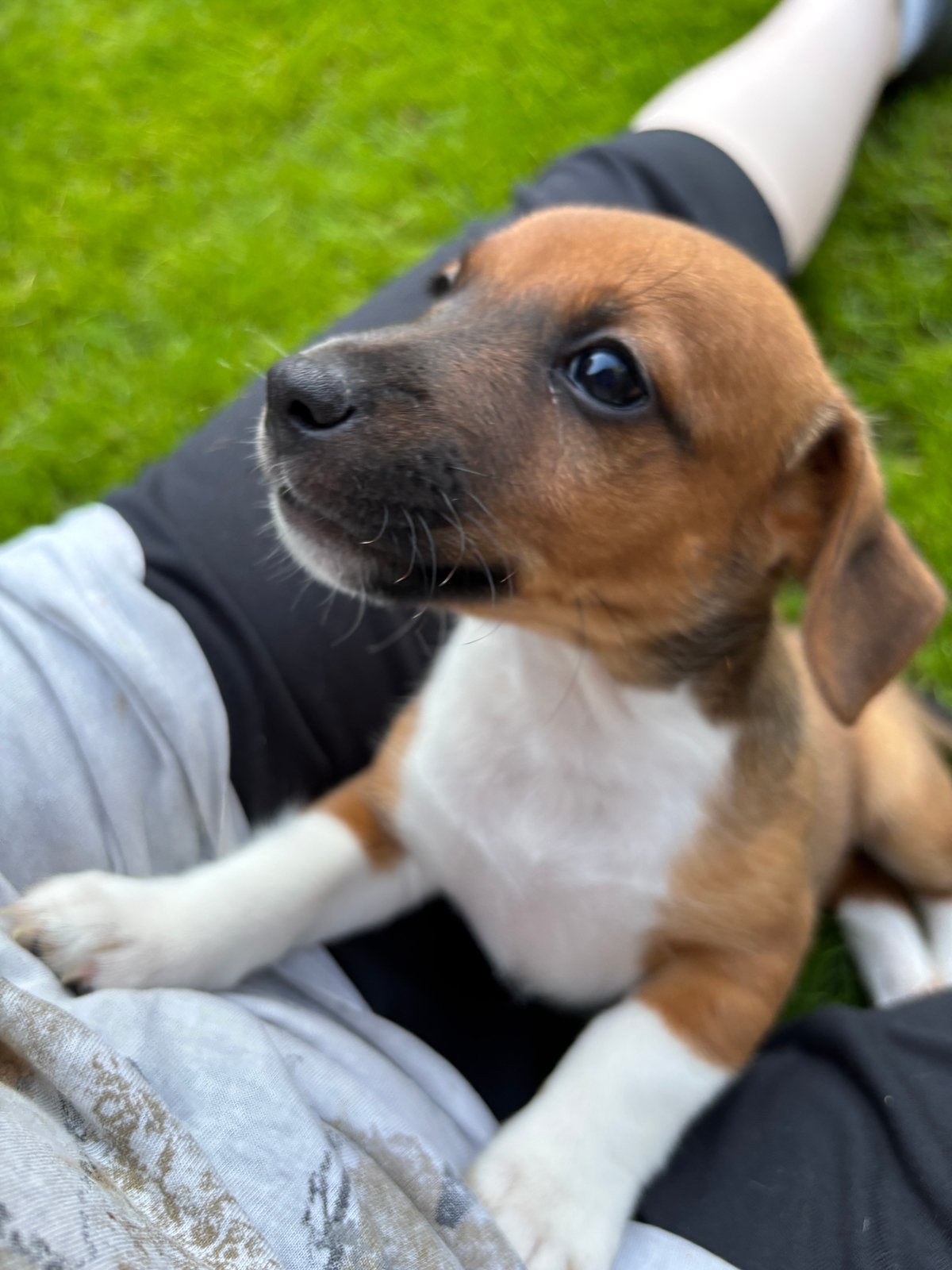 Schattige kortpotige jack russel pups, Animaux & Accessoires, Chiens | Jack Russell & Terriers, Maladie de Carré (chiens), 8 à 15 semaines