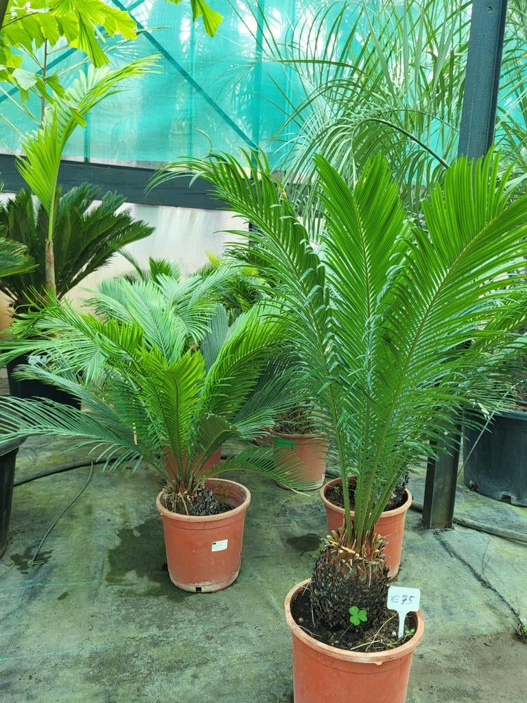 Cycas revoluta,  60/70cm hoog, Ophalen