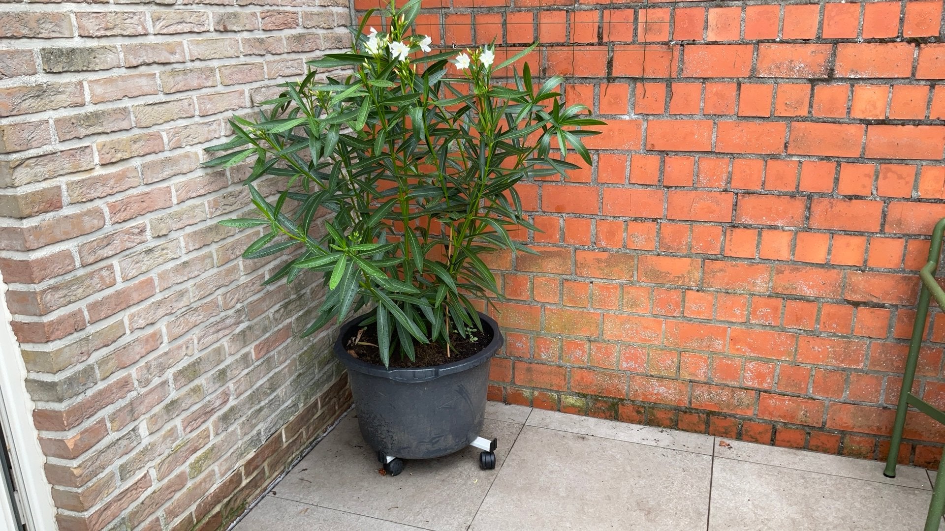 Oleander plant, Ophalen