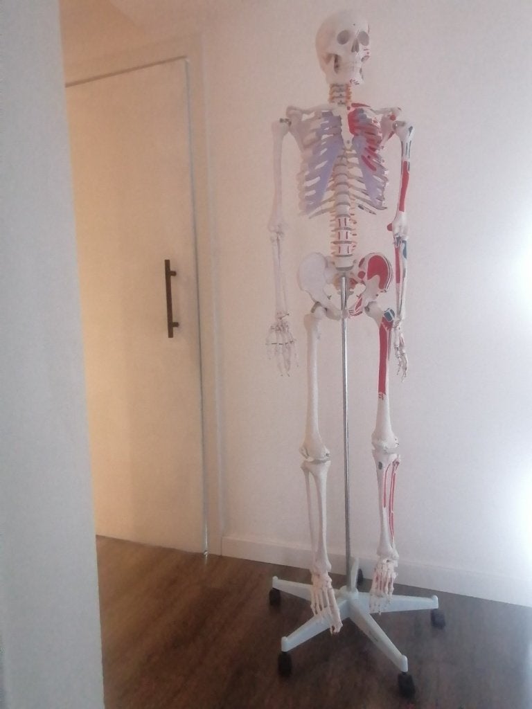 Anatomisch skelet, Ophalen, Zo goed als nieuw