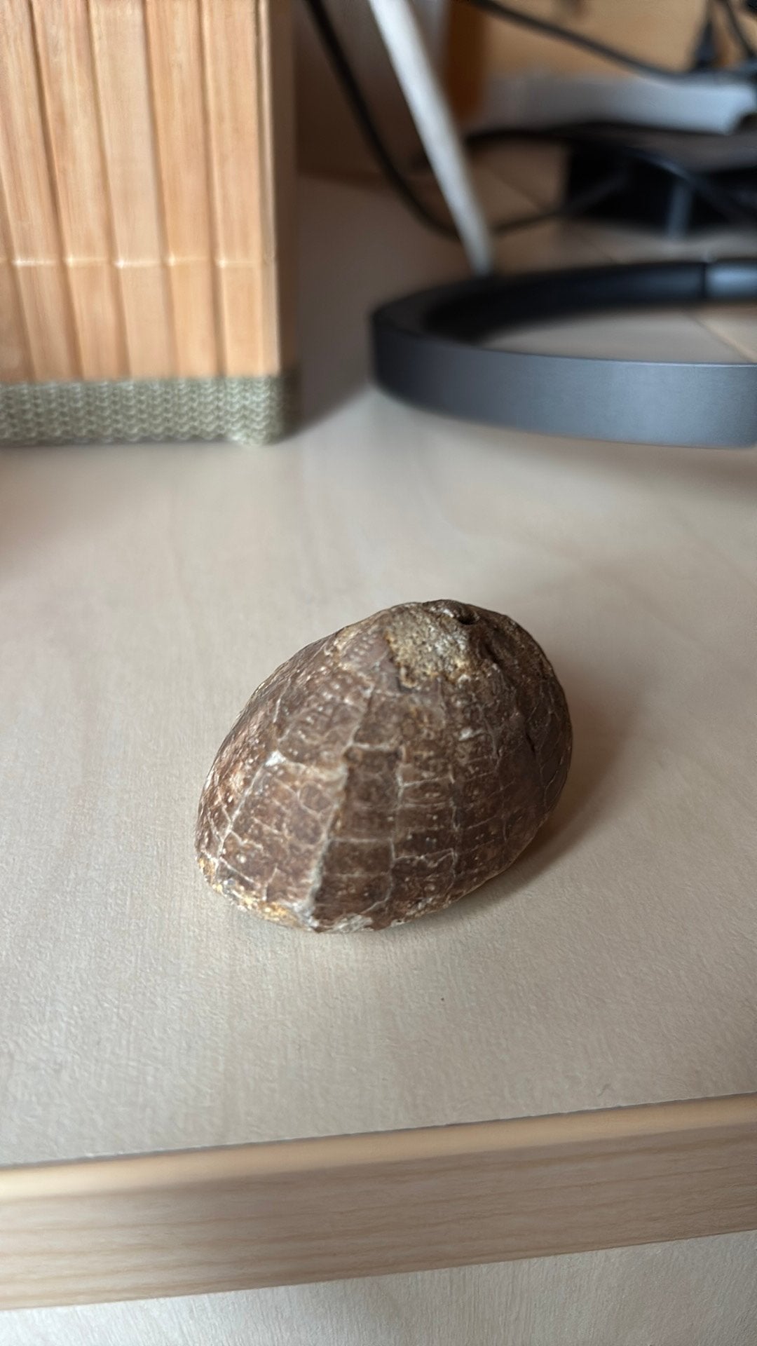 Fossiel zee-egel, Ophalen, Fossiel
