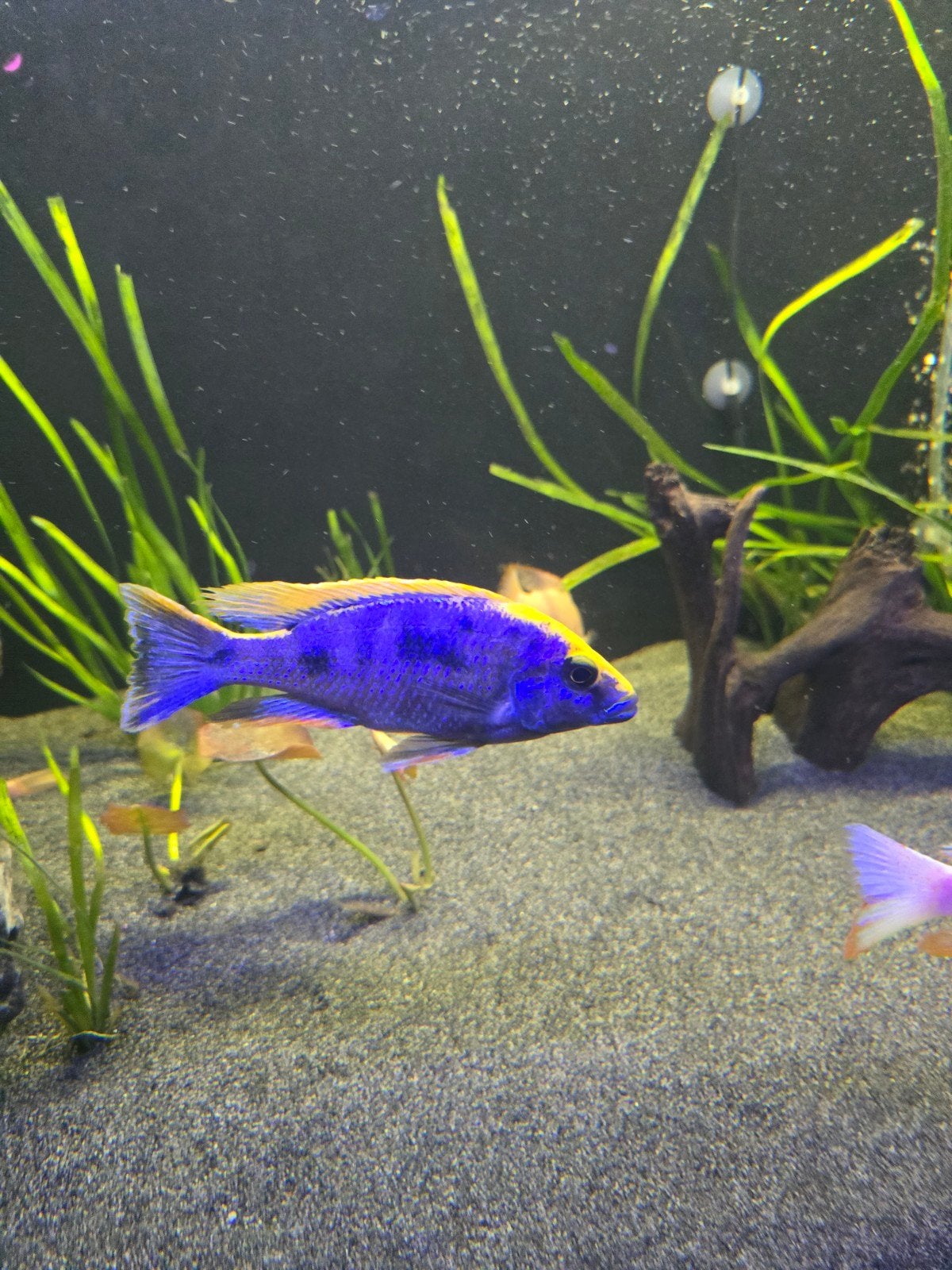Sciaenochromis fryeri zwavelkop, Dieren en Toebehoren