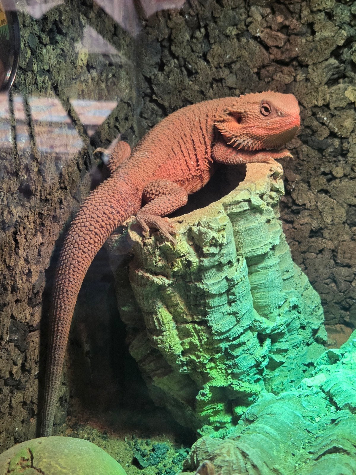 hypo trans full monster, Dieren en Toebehoren, Met terrarium