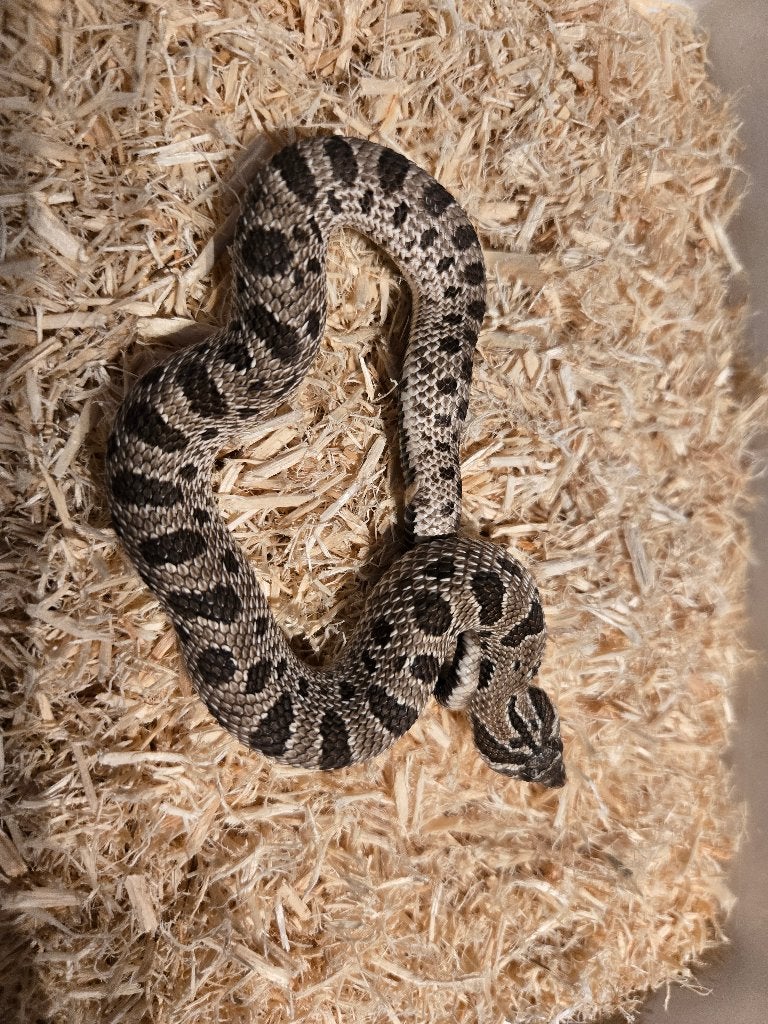 Haakneus 0.1, Dieren en Toebehoren, Slang, 0 tot 2 jaar
