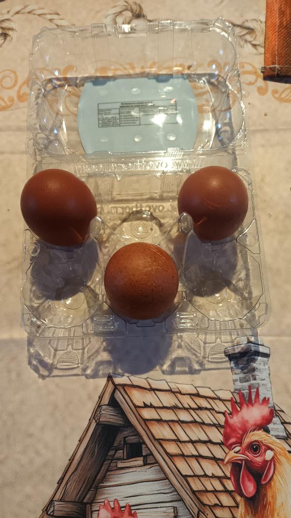 Broedeieren marans blauw en zwart koperhals, Dieren en Toebehoren, Pluimvee, Meerdere dieren, Kip