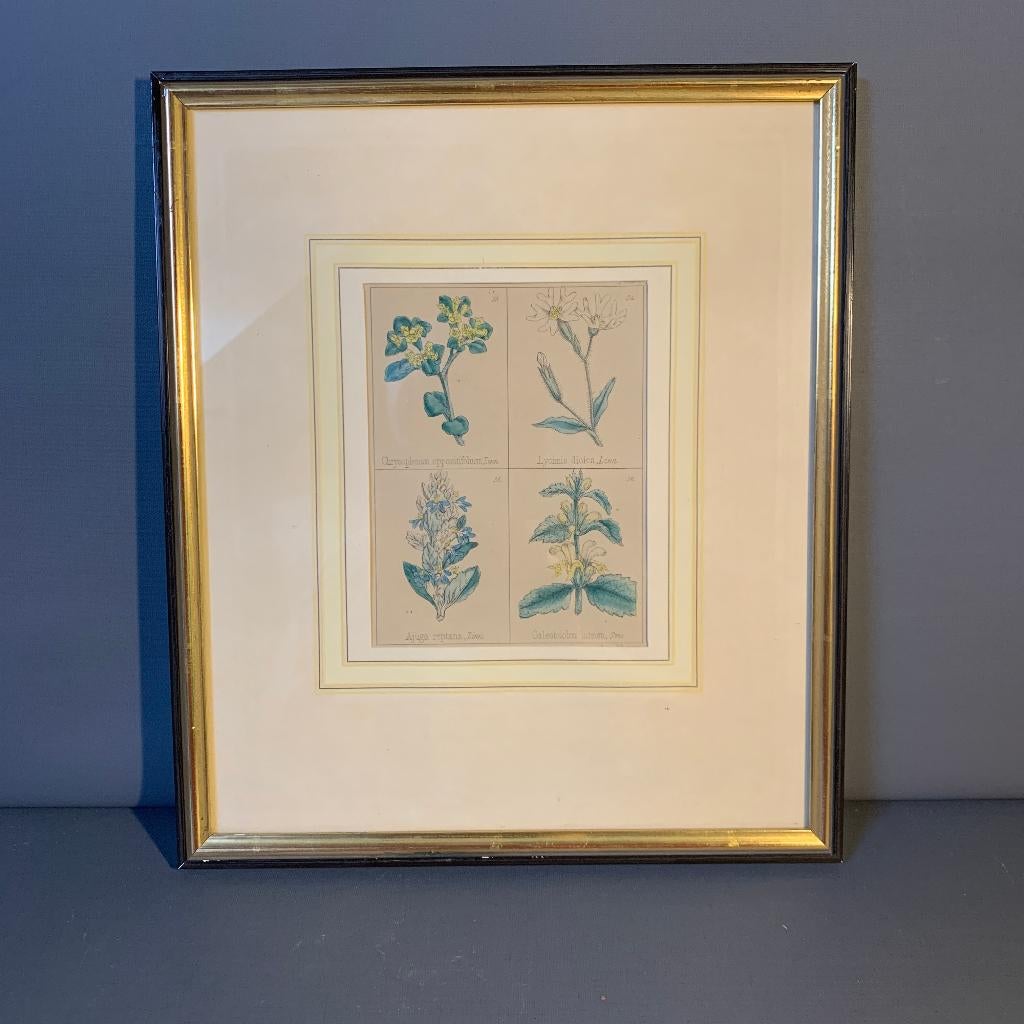 1870 Litho handgekleurd Botanisch, Ophalen of Verzenden