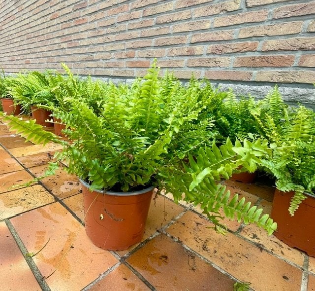 Partij van 14 varens, Ophalen, Overige soorten, In pot, Minder dan 100 cm