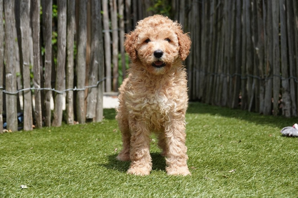 Superbes chiots Goldendoodle (Abricot), Animaux & Accessoires, Chiens | Retrievers, Épagneuls & Chiens d'eau, Plusieurs animaux