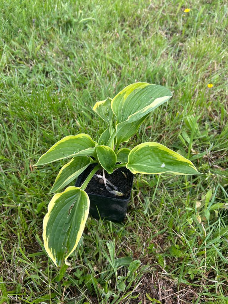 Hosta stekken, Tuin en Terras, Planten | Tuinplanten, Vaste plant, Volledige schaduw, Zomer, Ophalen