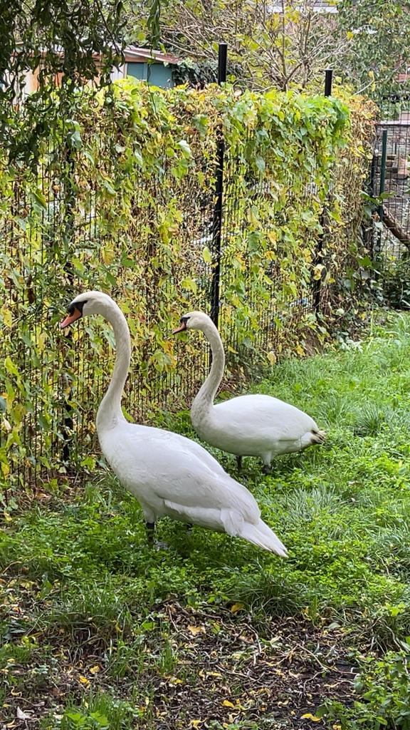 Broedend paar witte zwaan, Dieren en Toebehoren, Mannelijk