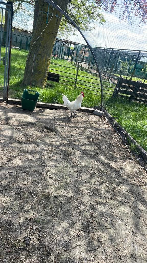 Poule de bresse haan, Dieren en Toebehoren, Pluimvee