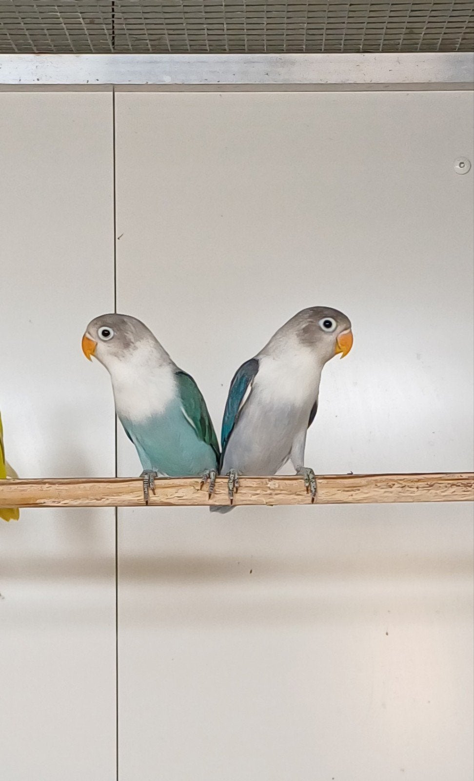 Agapornis