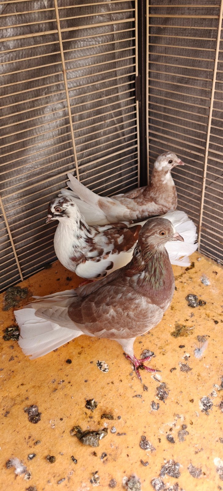 duiven te koop, Animaux & Accessoires, Oiseaux | Pigeons