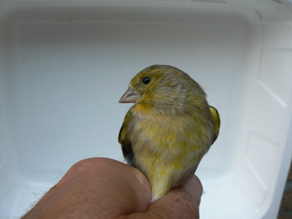 ZWARTKOPSIJS X KANARIE POPJE, Wildzangvogel, Tam
