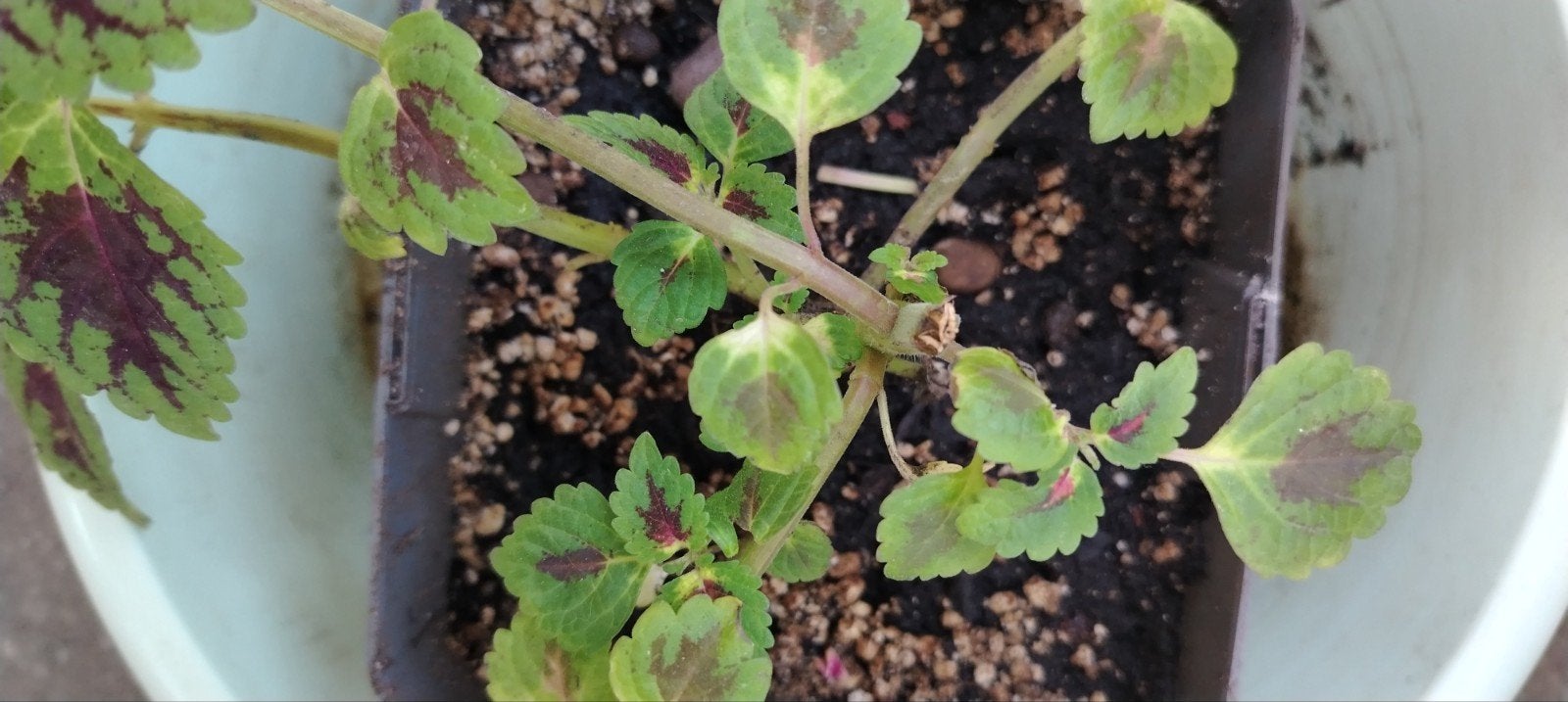 Plantes - boutures _ jeunes Coleus en pot., Enlèvement ou Envoi, Mi-ombre