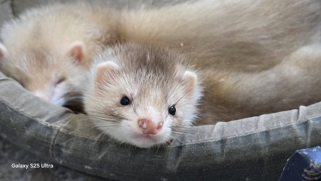 Fureton, Enlèvement, Neuf