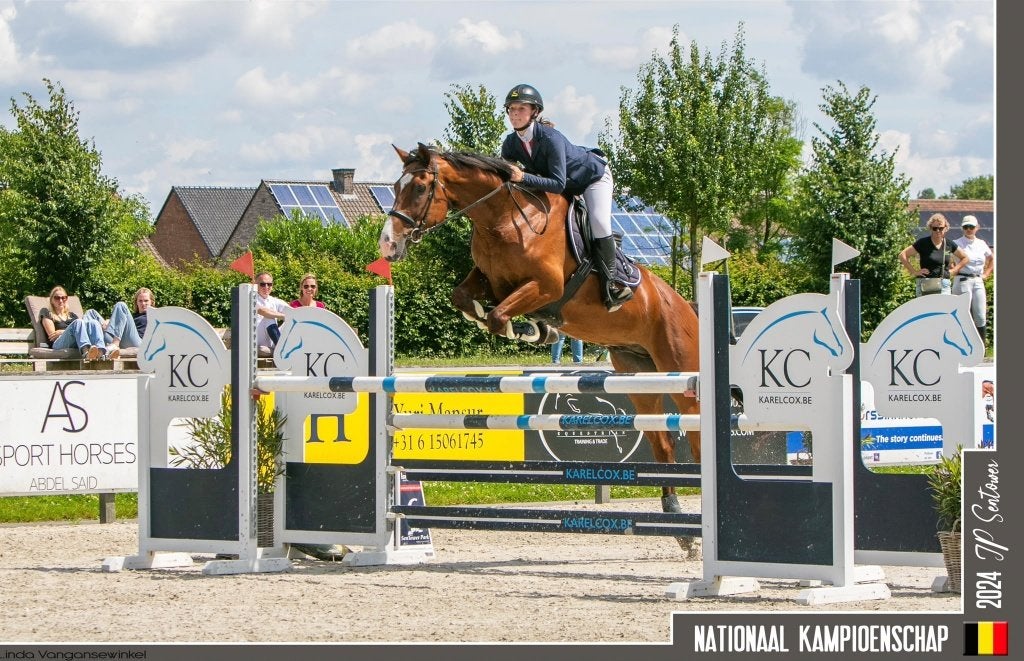 Te koop: 8 jarige ruin uit bewezen springstam, Dieren en Toebehoren, Springpaard, Ruin, 170 tot 175 cm, 7 tot 10 jaar
