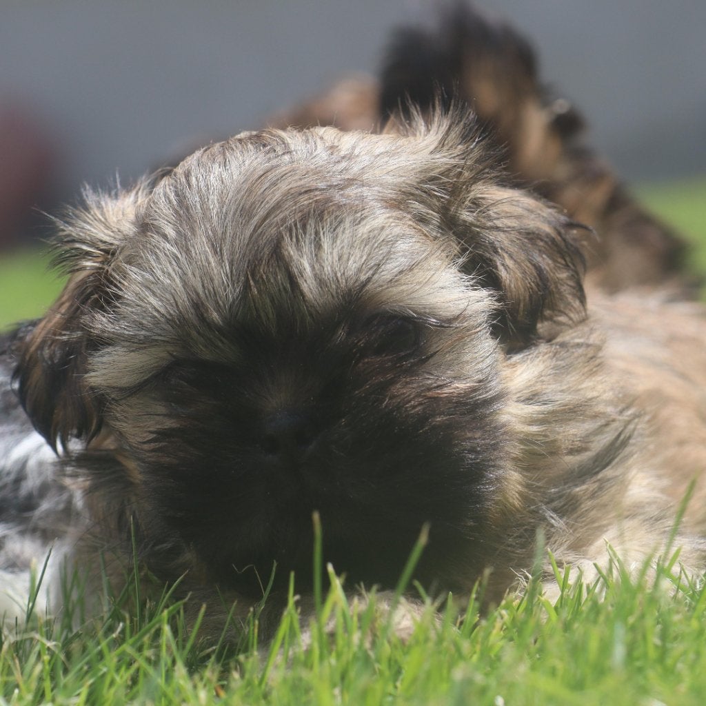 Shih-Tzu, Animaux & Accessoires, Maladie de Carré (chiens), Belgique, Un chien, Chienne
