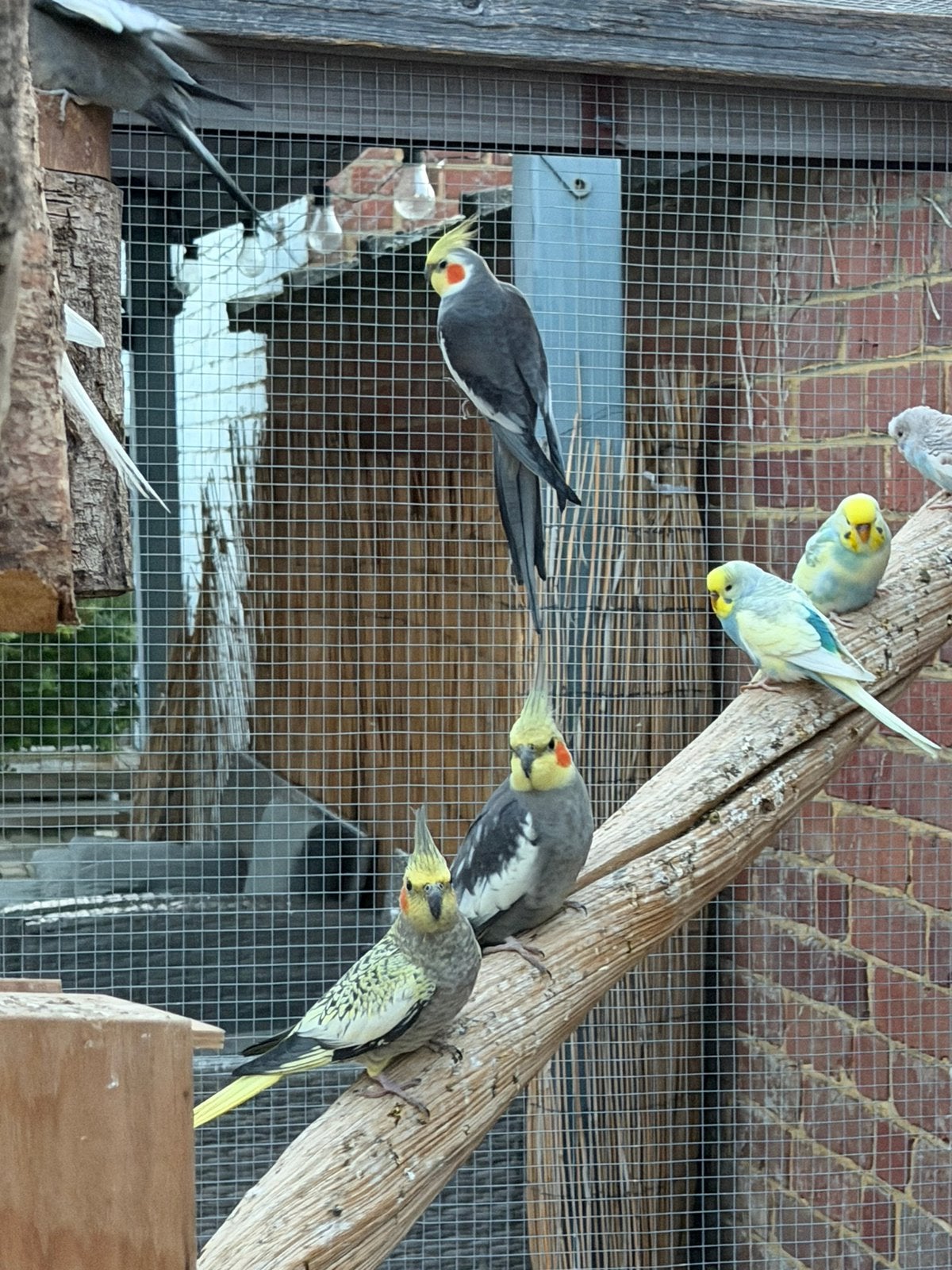 Valkparkieten, Plusieurs animaux, Perruche