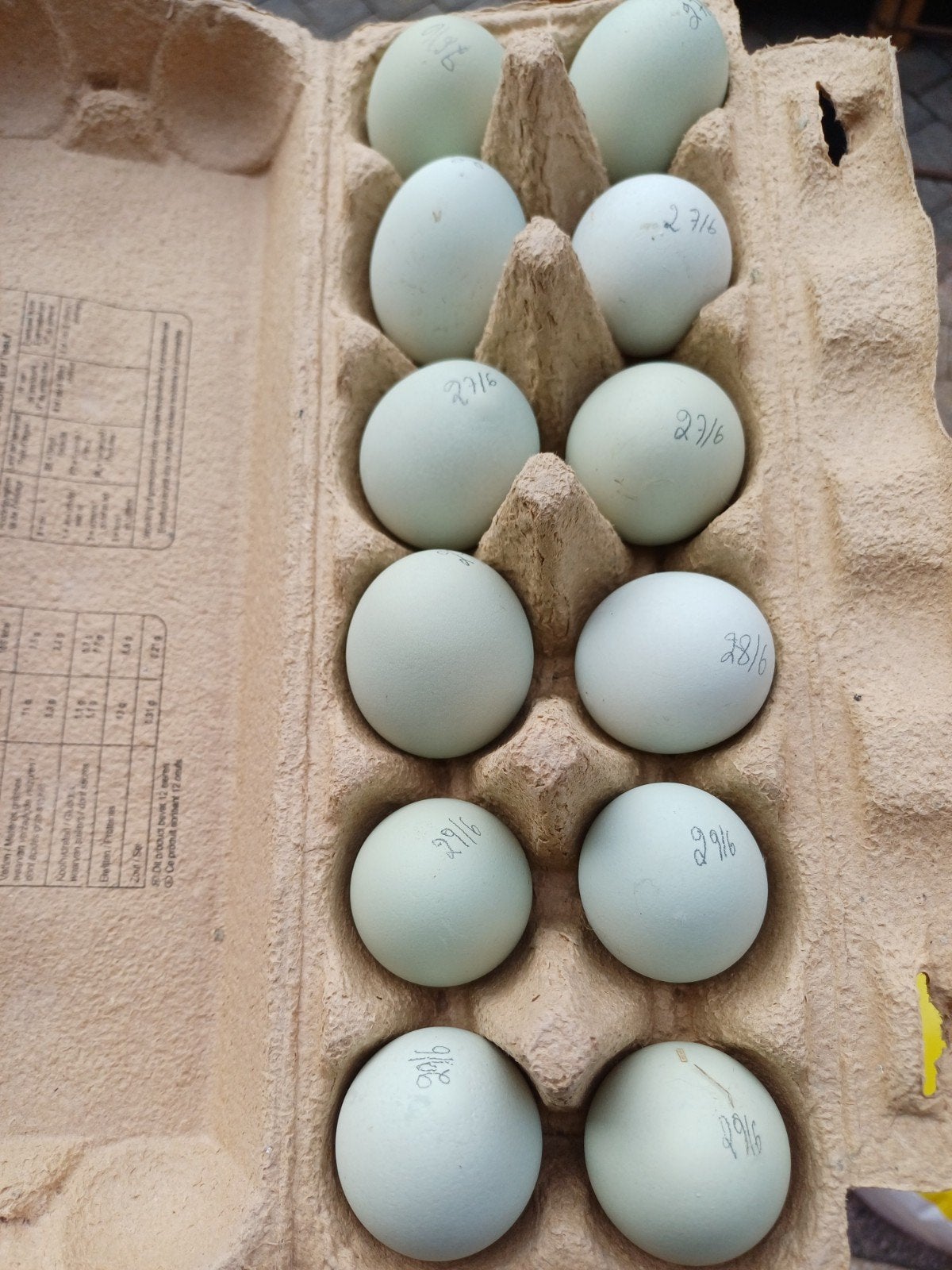 Broedeieren Britse araucana
