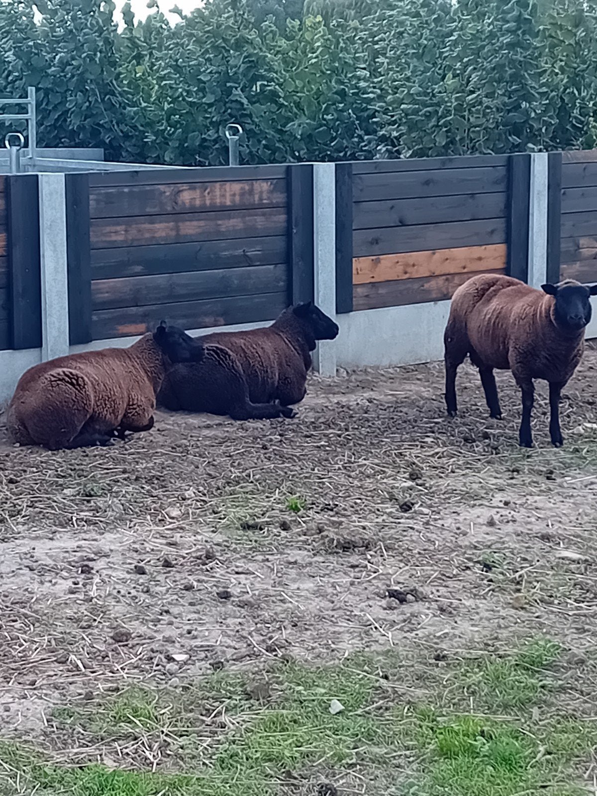 8 rammen, Mâle, Mouton, 0 à 2 ans