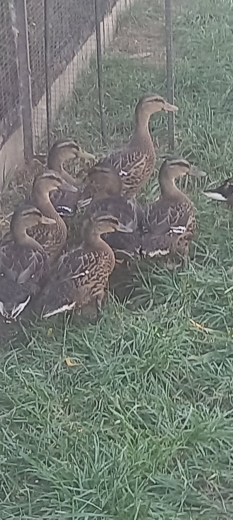 Eenden, Plusieurs animaux, Canard