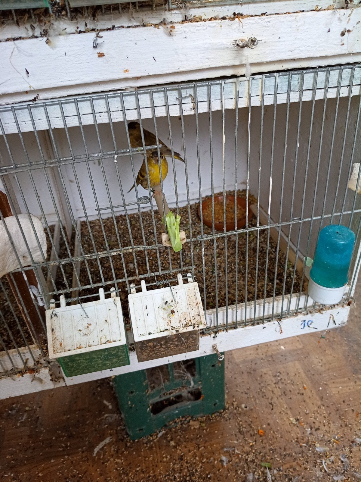 putters en sijzen te koop, Dieren en Toebehoren
