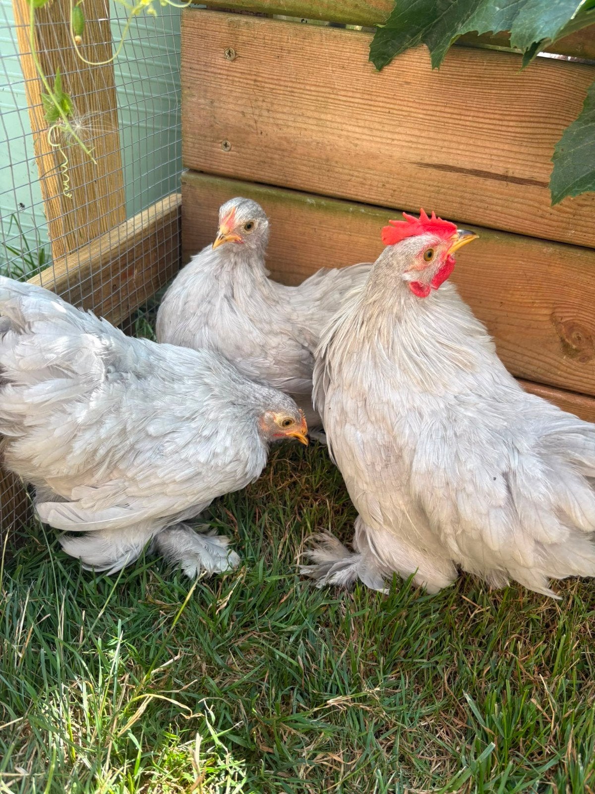 cochin kriel kipjes en haan, Dieren en Toebehoren