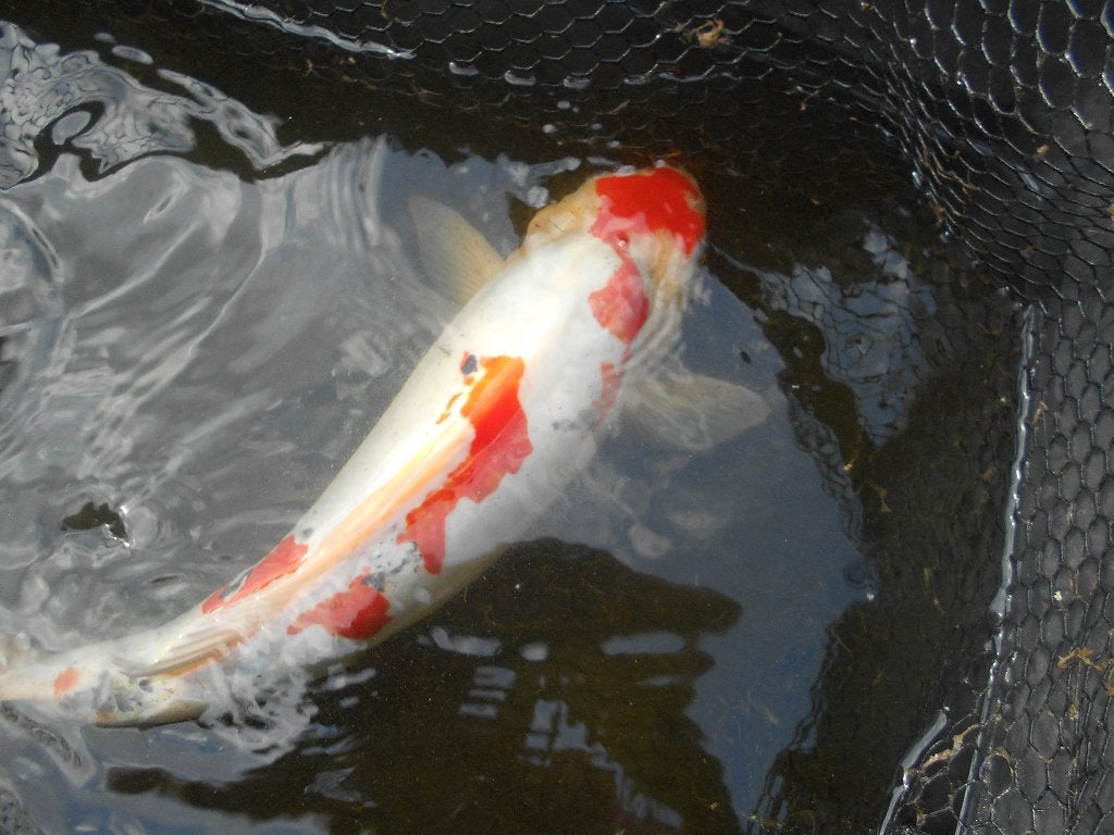 koi, Dieren en Toebehoren