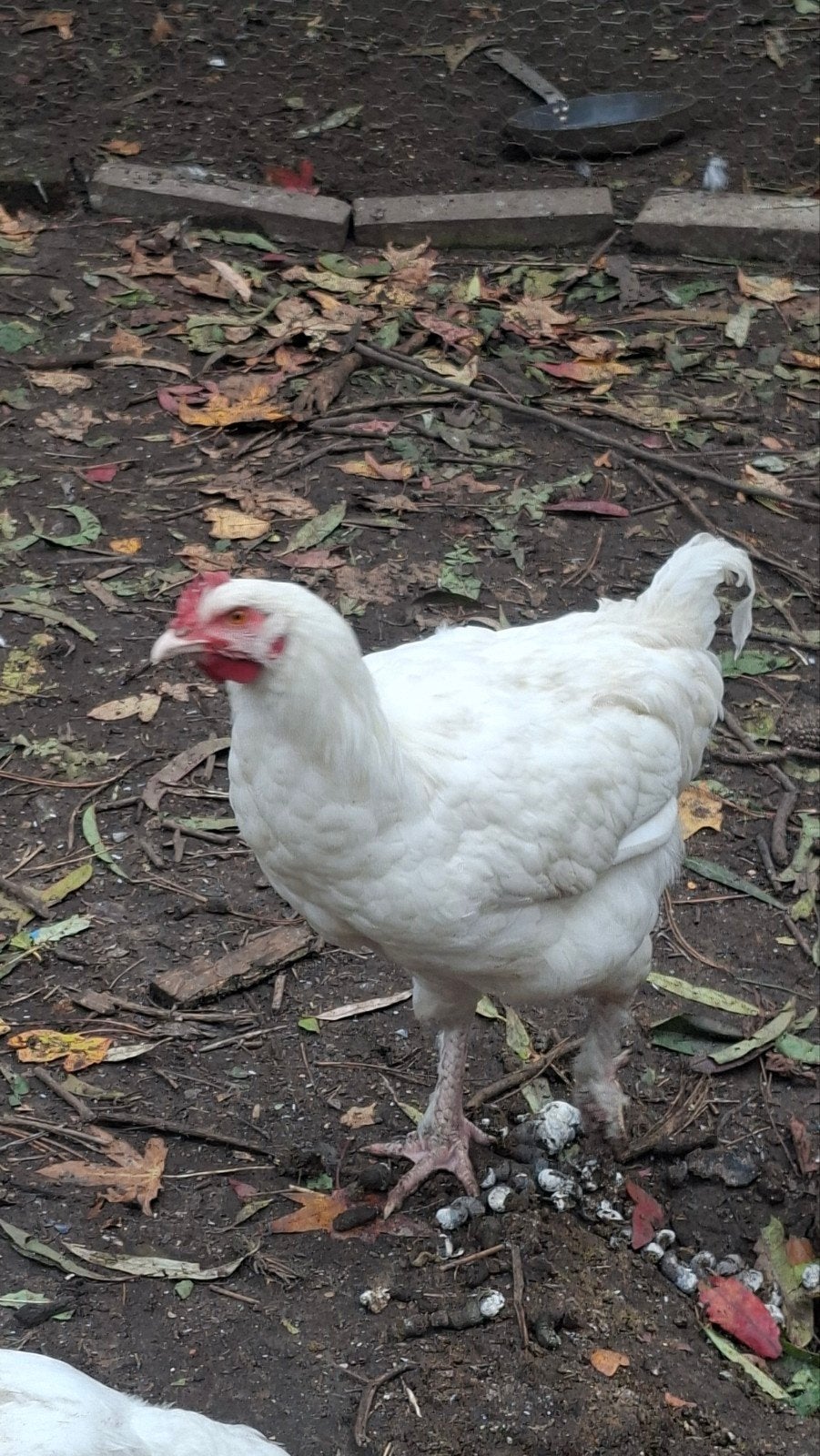 jonge witte haan - Mechelse hoen, Dieren en Toebehoren, Mannelijk, Kip
